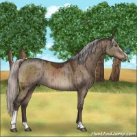Horse Color:Silver Brown Dun Mushroom Sabino Rabicano Brindle