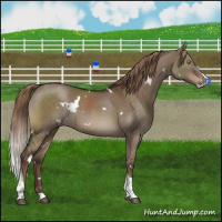 Horse Color:White Spotted Liver Red Dun Splash Tobiano