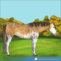 Horse Color:Buckskin Splash  and Amber Cream Champagne Splash 