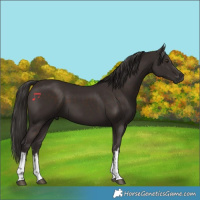 Horse Color:White Spotted Liver Chestnut
