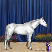 Horse Color:Gray White Spotted Liver Chestnut 