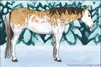 Horse Color:Buckskin Splash  and Amber Cream Champagne Splash 