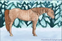 Horse Color:Gold Champagne Pearl Rabicano  and Gold Champagne Rabicano 