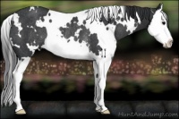 Horse Color:White Spotted Black Splash Rabicano 