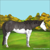 Horse Color:Smoky Black Splash Rabicano 