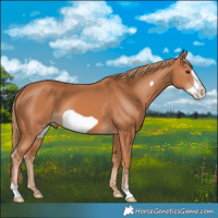 Horse Color:Chestnut Frame