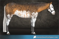 Horse Color:Buckskin Splash  and Silver Buckskin Splash 
