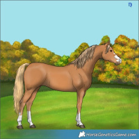 Horse Color:Chestnut 