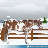 Horse Color:White Spotted Chestnut 