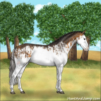 Horse Color:Buckskin Splash  and Buckskin Splash 