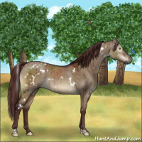 Horse Color:Gray White Spotted Chocolate Brown Dun Brindle 