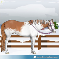 Horse Color:White Spotted Chestnut 