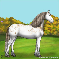 Horse Color:Buckskin Splash Blanket Rabicano  and Buckskin Dun Splash Blanket Rabicano 