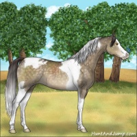 Horse Color:Buckskin Dun Splash Tobiano Appaloosa 