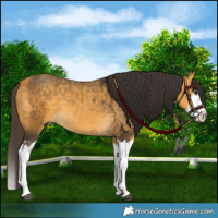Horse Color:Buckskin Splash and Buckskin Splash