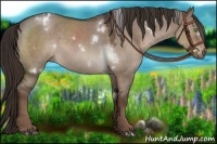 Horse Color:White Spotted Liver Red Dun Roan
