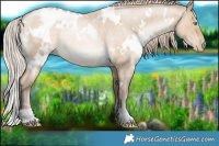 Horse Color:White Spotted Chocolate Palomino Roan Pearl Dun 