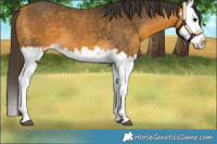 Horse Color:Buckskin Splash and Buckskin Splash