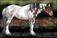 Horse Color:White Spotted Buckskin 