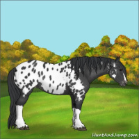 Horse Color:Black Appaloosa Rabicano 