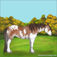 Horse Color:Brown Splash Appaloosa 