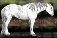 Horse Color:Black Sabino Appaloosa 
