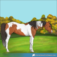 Horse Color:Bay Tobiano 