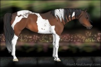 Horse Color:Bay Tobiano