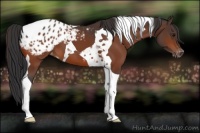 Horse Color:Bay Tobiano Blanket