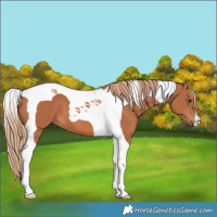 Horse Color:Chestnut Tobiano 