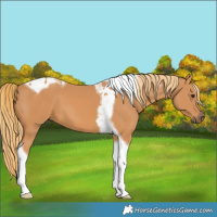 Horse Color:Chestnut Tobiano