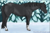 Horse Color:Black Tobiano 