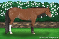 Horse Color:Bay Appaloosa