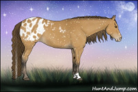 Horse Color:Buckskin Appaloosa 