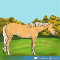 Horse Color:Gold Cream Champagne 