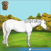 Horse Color:Gold Champagne Splash Varnish 