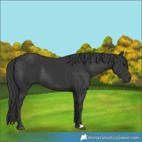 Horse Color:Black Rabicano 
