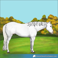 Horse Color:Palomino Appaloosa