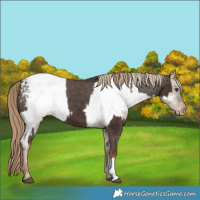 Horse Color:Liver Chestnut Splash Snowcap  and Liver Red Dun Near Fewspot 