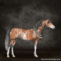 Horse Color:Bay Sabino Rabicano  and Bay Sabino Rabicano 