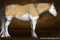 Horse Color:Buckskin Dun Splash and Buckskin Dun Splash