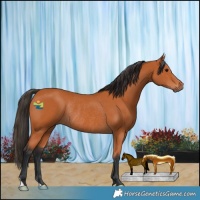 Horse Color:Bay Rabicano 