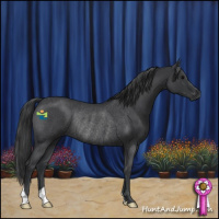 Horse Color:Blue Roan Rabicano 