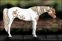 Horse Color:Chestnut Tobiano Near Leopard 