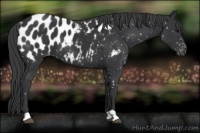 Horse Color:Black Near Leopard 