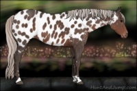 Horse Color:Silver Black Near Leopard 
