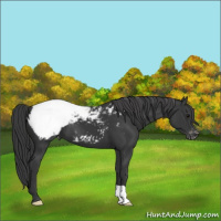Horse Color:Black Appaloosa