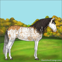 Horse Color:Buckskin Splash  and Buckskin Splash Rabicano 