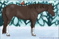 Horse Color:Liver Chestnut 