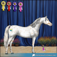 Horse Color:Palomino Roan Near Leopard Rabicano